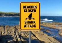 Australia cierra varias playas en Sídney por riesgo de ataques de tiburón