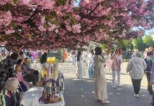 Miles de cerezos en flor ofrecen un respiro a los ucranianos en medio de la guerra