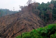 Alemania endurece las penas y multas por graves delitos medioambientales