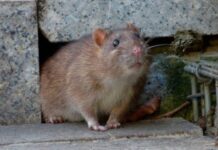 Hantavirus y leptospirosis: enfermedades distintas con síntomas similares