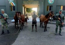 Ejército recupera animales robados localizados con drones durante operativo en Dajabón