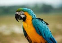 Día Mundial del Loro