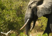Día Mundial del Patrimonio Africano