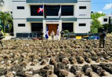 Intervienen otra siembra de marihuana en San José de Ocoa con más de 15 mil plantas