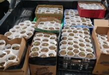 Ocupan más de 400 plantas de marihuana en Santo Domingo Oeste