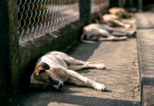13 personas irán a prisión por organizar una brutal pelea de perros en Colombia
