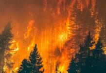 Incendios forestales azotan Europa: decenas de heridos y miles de evacuados