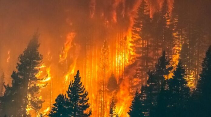 Incendios forestales azotan Europa: decenas de heridos y miles de evacuados
