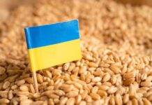 Ucrania busca salidas al bloqueo de sus puertos, que asfixia sus exportaciones de cereales
