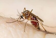 Un llamado a la prevención en el Día Internacional contra el Dengue