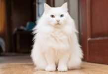 Día Internacional del Gato: una fecha para celebrar a los felinos que conquistan corazones