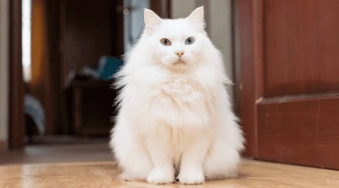 Día Internacional del Gato: una fecha para celebrar a los felinos que conquistan corazones