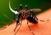 Día Mundial del Mosquito: una fecha para recordar la importancia de eliminar criaderos