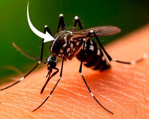 Día Mundial del Mosquito: una fecha para recordar la importancia de eliminar criaderos