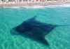 Hoy se conmemora el Día Mundial de la Manta Raya, símbolo de la vida marina