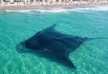 Hoy se conmemora el Día Mundial de la Manta Raya, símbolo de la vida marina