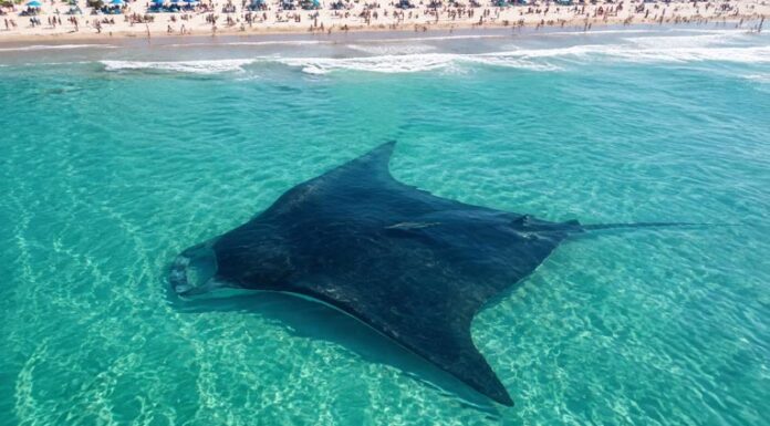 Hoy se conmemora el Día Mundial de la Manta Raya, símbolo de la vida marina
