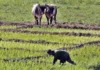 Cuba da luz verde al usufructo de tierras por tiempo indeterminado a personas jurídicas