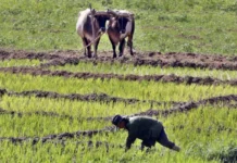Cuba da luz verde al usufructo de tierras por tiempo indeterminado a personas jurídicas