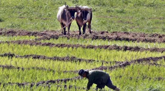 Cuba da luz verde al usufructo de tierras por tiempo indeterminado a personas jurídicas