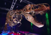 El Tyrannosaurus rex era de sangre caliente y se sabe por sus dientes