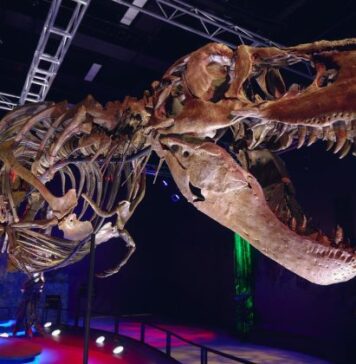 El Tyrannosaurus rex era de sangre caliente y se sabe por sus dientes