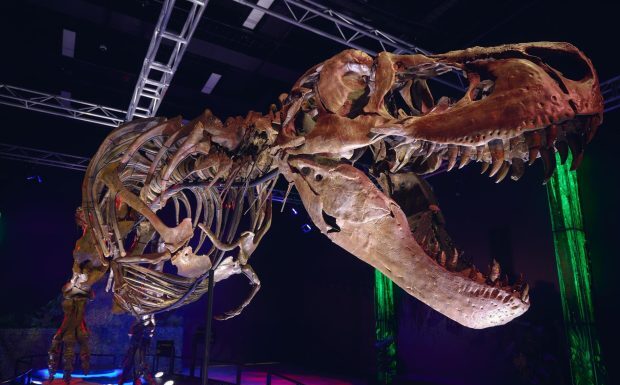 El Tyrannosaurus rex era de sangre caliente y se sabe por sus dientes