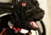Obama anuncia la muerte de su perra Sunny, la mascota que acompañó 13 años a la familia