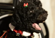 Obama anuncia la muerte de su perra Sunny, la mascota que acompañó 13 años a la familia