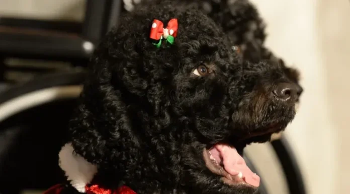 Obama anuncia la muerte de su perra Sunny, la mascota que acompañó 13 años a la familia