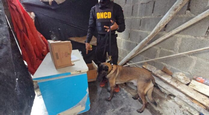 DNCD incauta más de 934,000 gramos de drogas y detiene a 3,465 personas en agosto