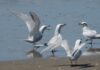 Hoy se celebra el Día Mundial de las Aves Playeras