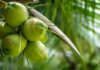 Hoy celebramos el Día Mundial del Coco, símbolo de riqueza y tradición tropical
