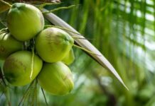 Hoy celebramos el Día Mundial del Coco, símbolo de riqueza y tradición tropical
