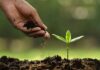 Celebramos el Día Mundial de la Agricultura, clave para el desarrollo sostenible