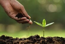 Celebramos el Día Mundial de la Agricultura, clave para el desarrollo sostenible