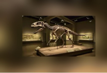 Un esqueleto de Nanotyrannus se vende por 47,3 millones en una subasta en Nueva York