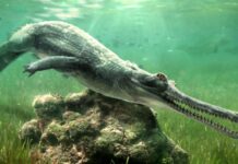 Descubren una nueva especie de cocodrilo entre las rocas de la Gran Esfinge de Egipto