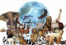 Hoy se celebra el Día Mundial de los Animales: conciencia, respeto y protección