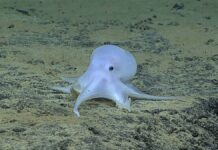 Cada 8 de octubre se celebra el Día Internacional del Pulpo